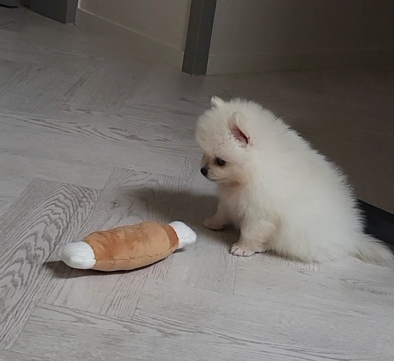 퍼피시절 하콩이