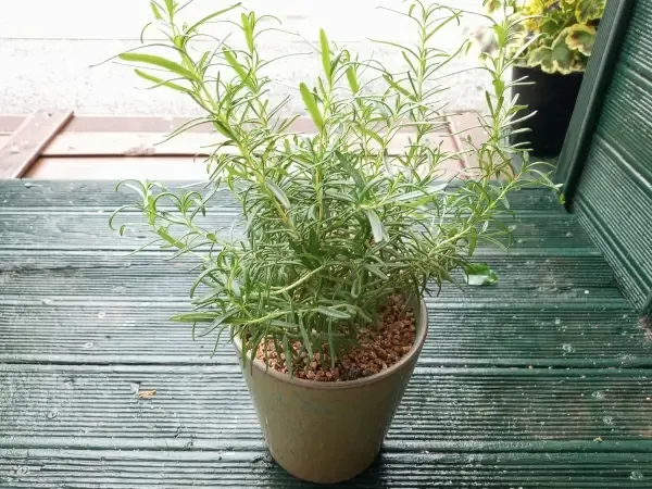 로즈마리 물주기 가지치기 환기관리 햇빛배치 주방 허브로 인기_9