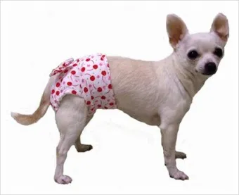 강아지 생리 기간 주의 사항_15