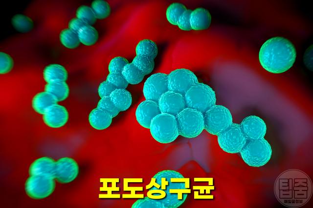 영양제 먹는 방법,유통기한 지난 영양제 언제까지 먹어도 되나요?,포도상구균,팁줌