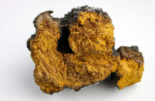 차가버섯 효능 및 부작용 섭취시 주의점