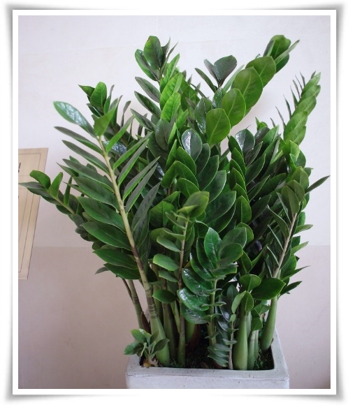 "금전수 키우기" 행운과 부를 불러오는 매력적인 식물!