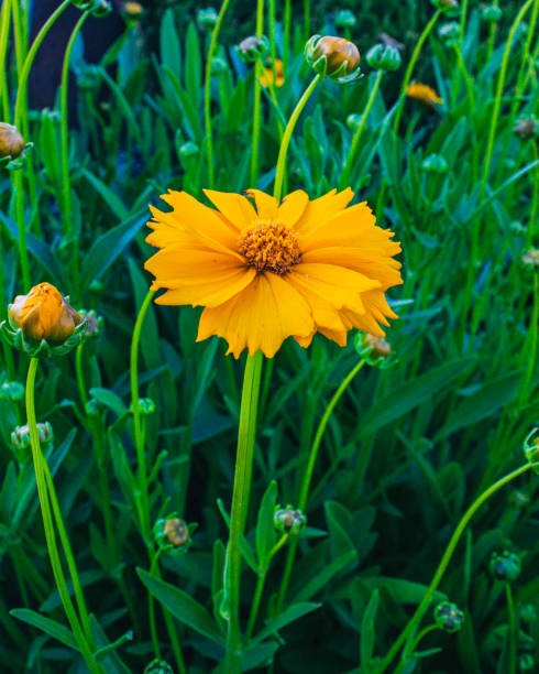 제천 하소천 금계국