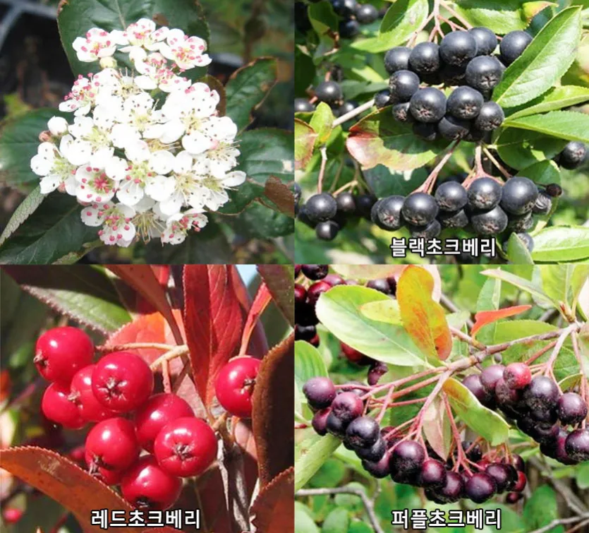 아로니아 효능 칼로리 권장섭취량_8