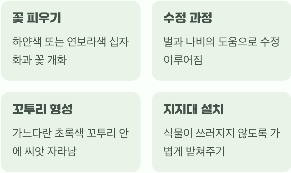 꽃이 지고 꼬투리가 맺힐 때