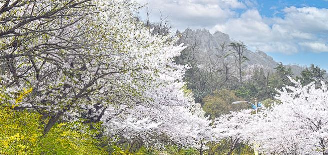 개나리 개화시기