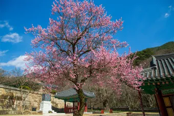 구례 가볼만한곳 베스트10 섬진강 벚꽃길 사성암 드라이브_16