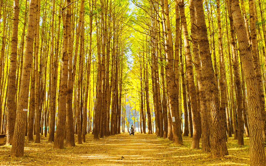 도리 은행나무숲