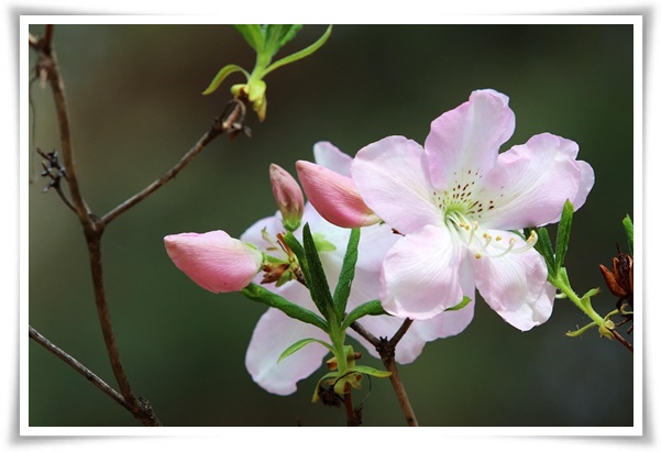 "철쭉" 봄을 수놓는 붉은 유혹, 당신이 몰랐던 화려한 비밀의 꽃!