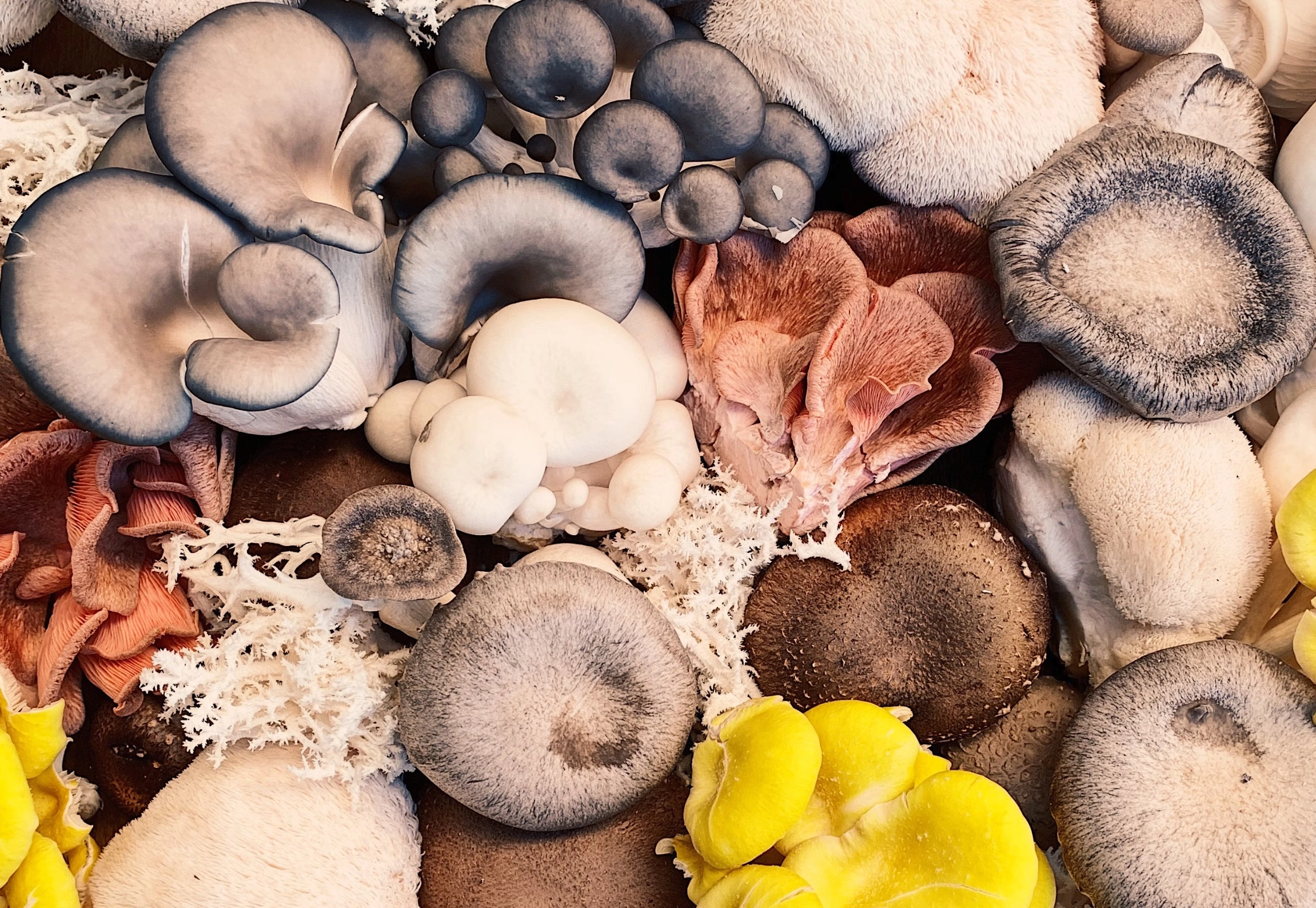 성장기 키크는 음식