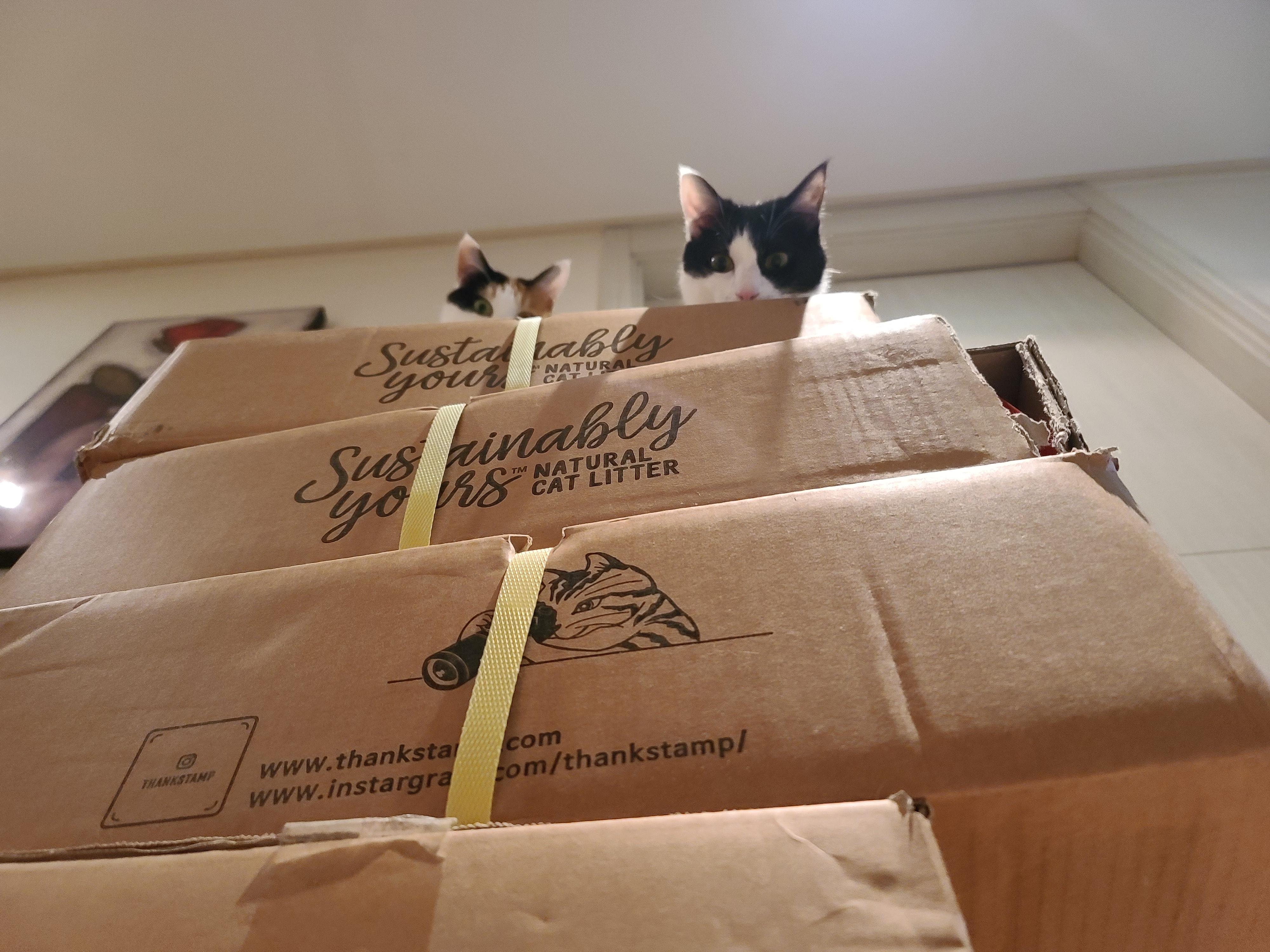 고양이 모래와 화장실의 중요성. 고양이 화장실 변천사