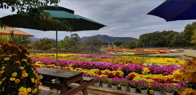 연천국화축제
