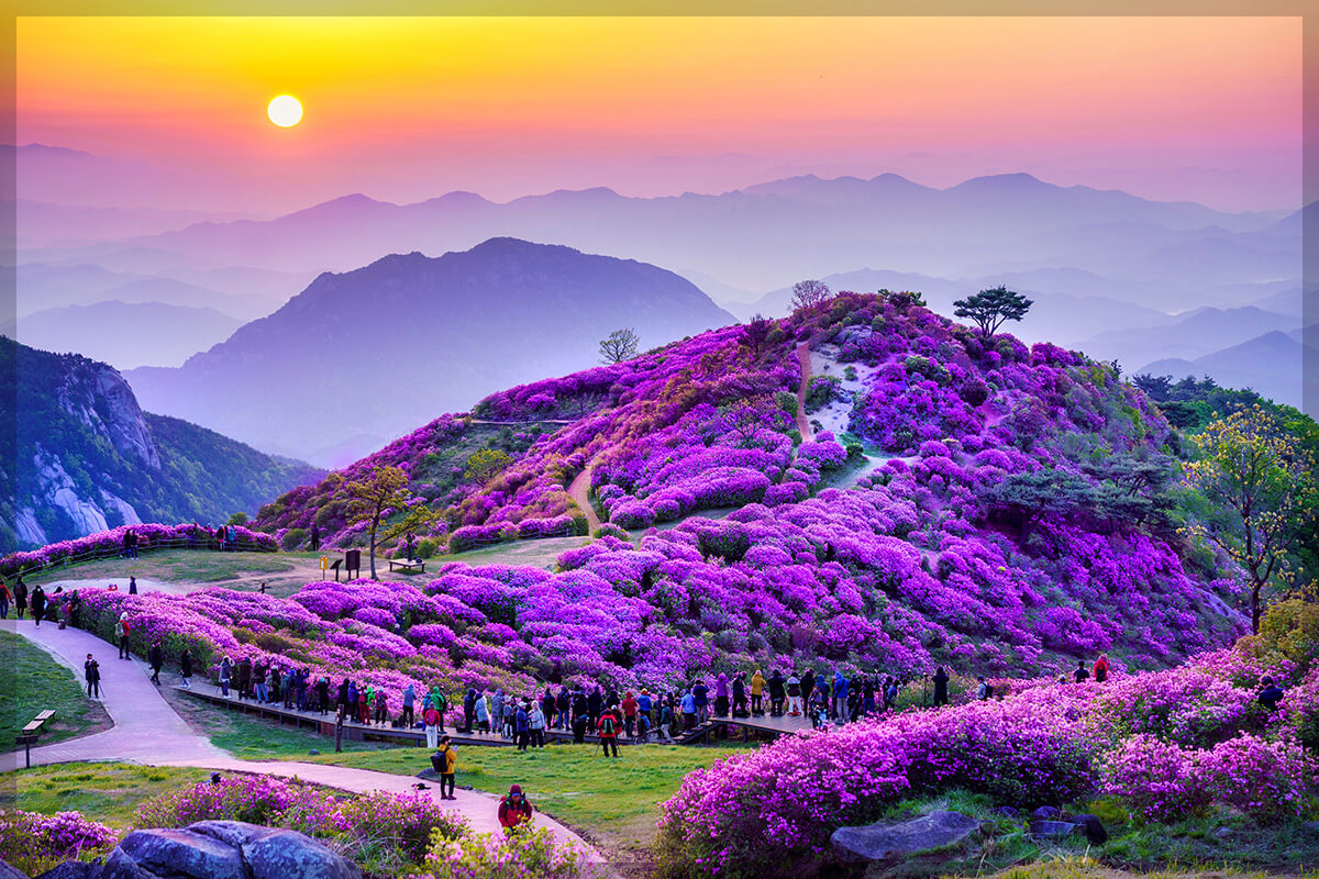 황매산 철쭉 축제 일정 주차장 실시간 개화 상황 추천 코스(총정리)