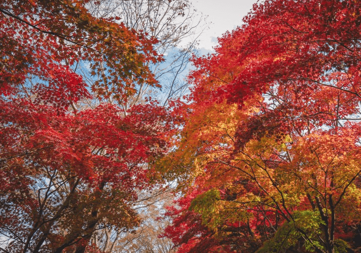 전망대