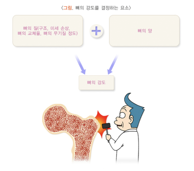뼈의 강도 요소