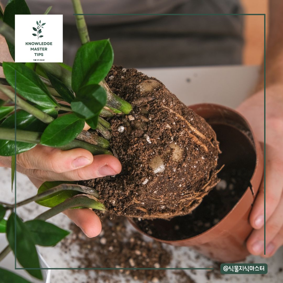 금전수 분갈이, 언제 해야 할까요?