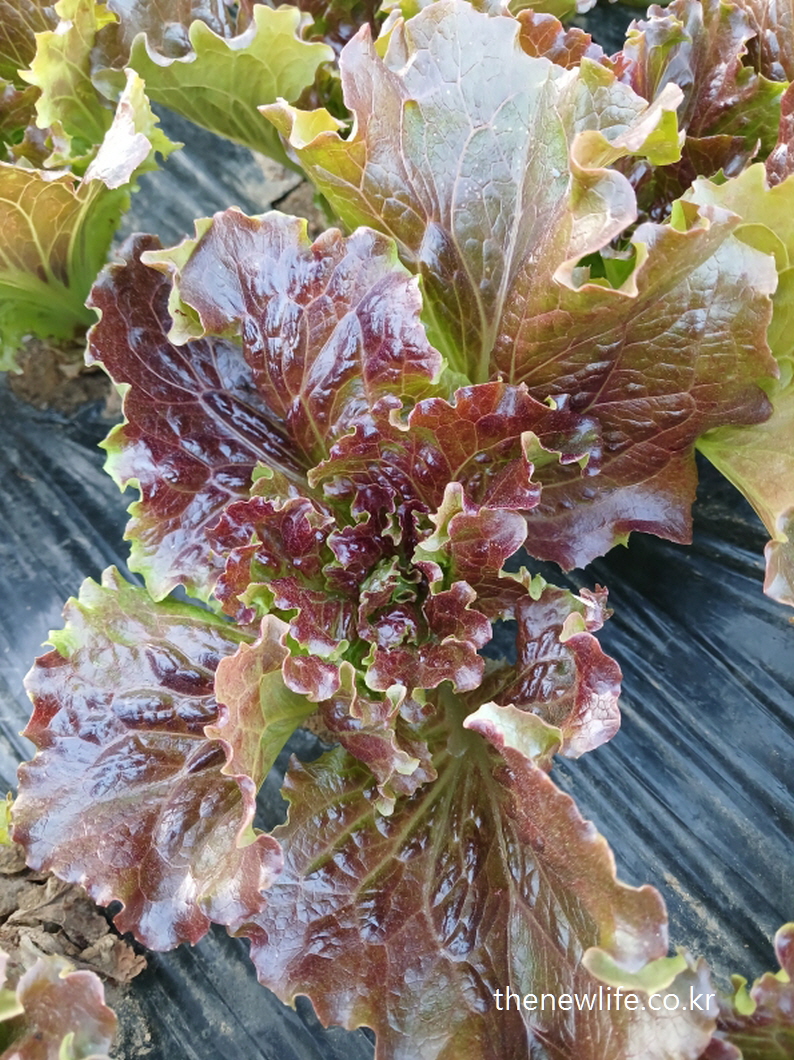 Deep red lettuce leaves with glossy surface growing on black plastic mulch – symbolic of strong lettuce health benefits-검정 비닐 멀칭 위에서 자라는 광택 있는 붉은 상추 – 강한 상추 효능을 상징하는 장면