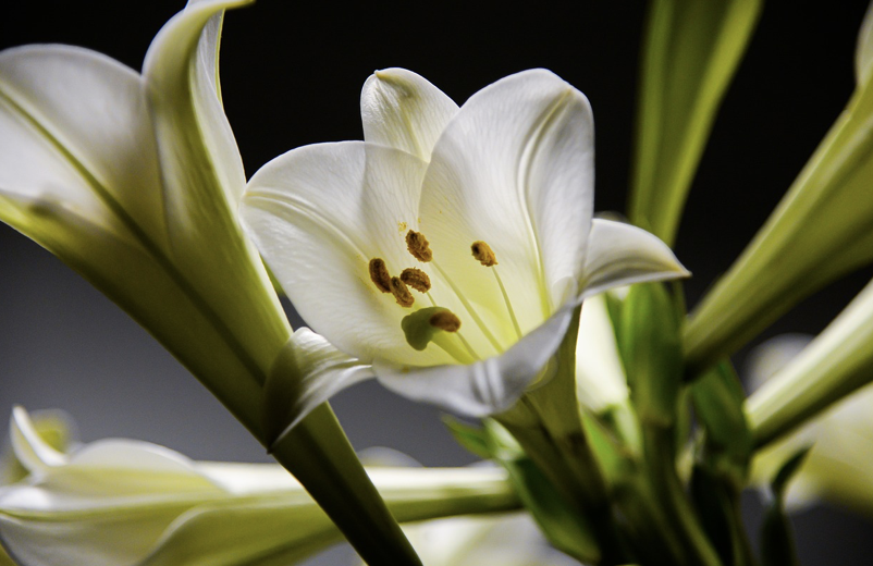 프랑스의 노동절과 백합꽃(Muguet)의 특별한 의미