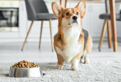 밥을 기다리는 코기.