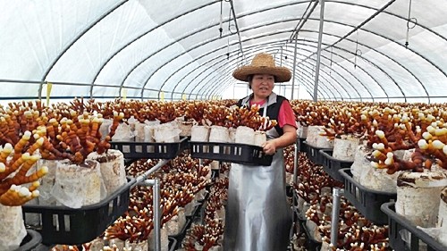 오늘N 2540회 가족이 뭐길래 드림버섯농장 표고버섯, 노루궁뎅이버섯, 녹각영지버섯까지 건강한 먹거리 주문방법