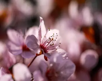 매화꽃 개화시기_23