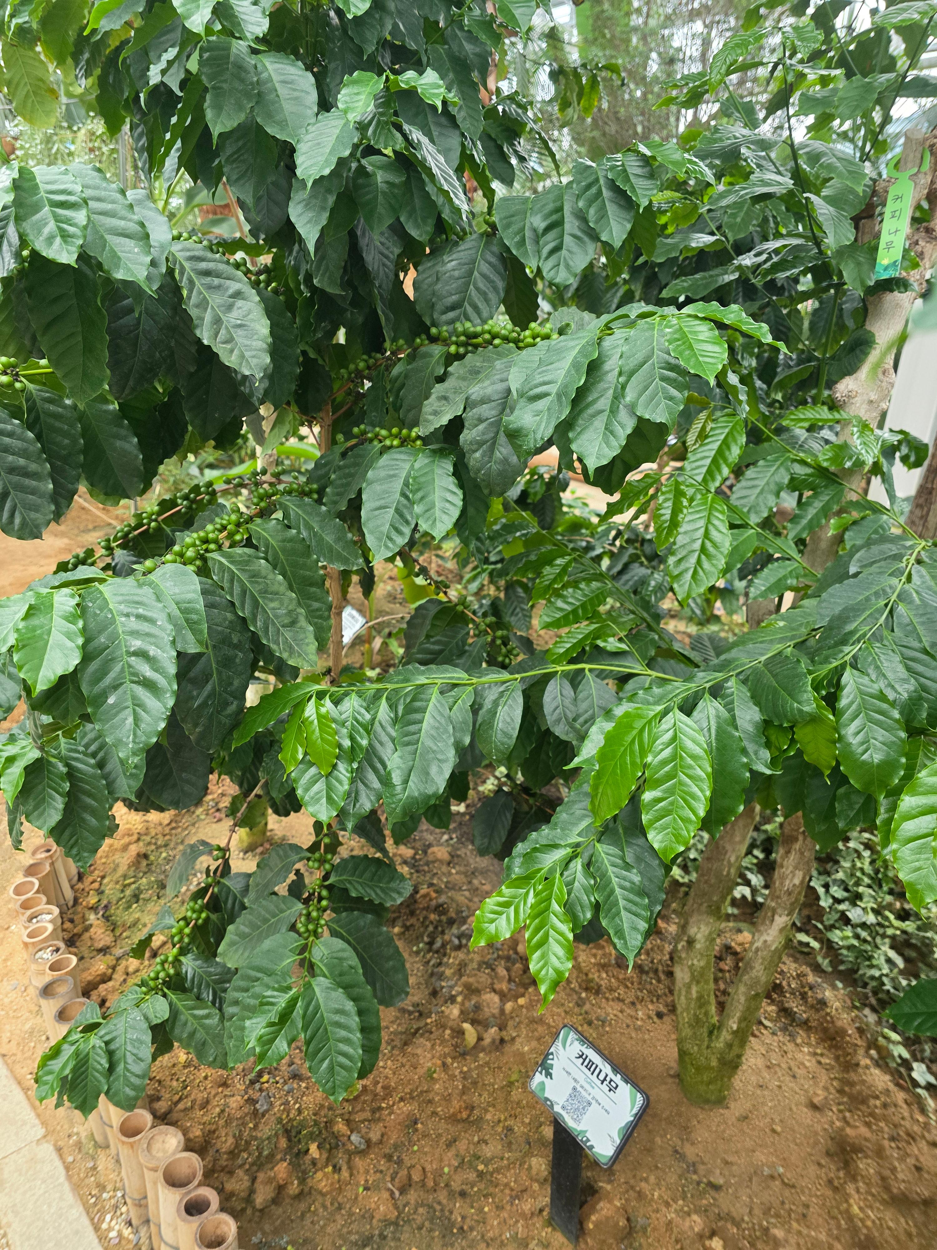 제천 아열대 스마트 온실 커피나무