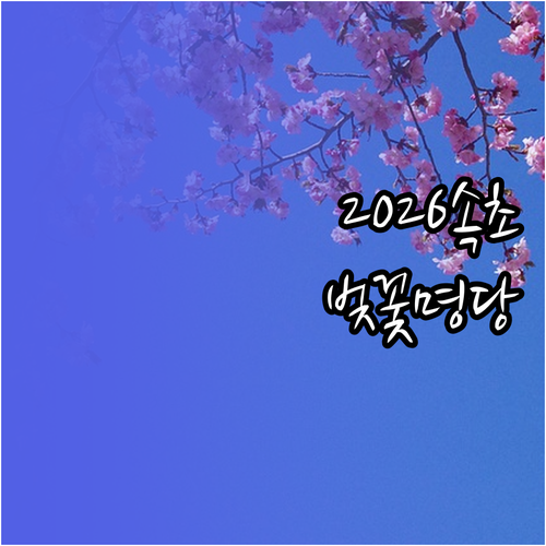 2026 속초 벚꽃 개화 시기 만개일..