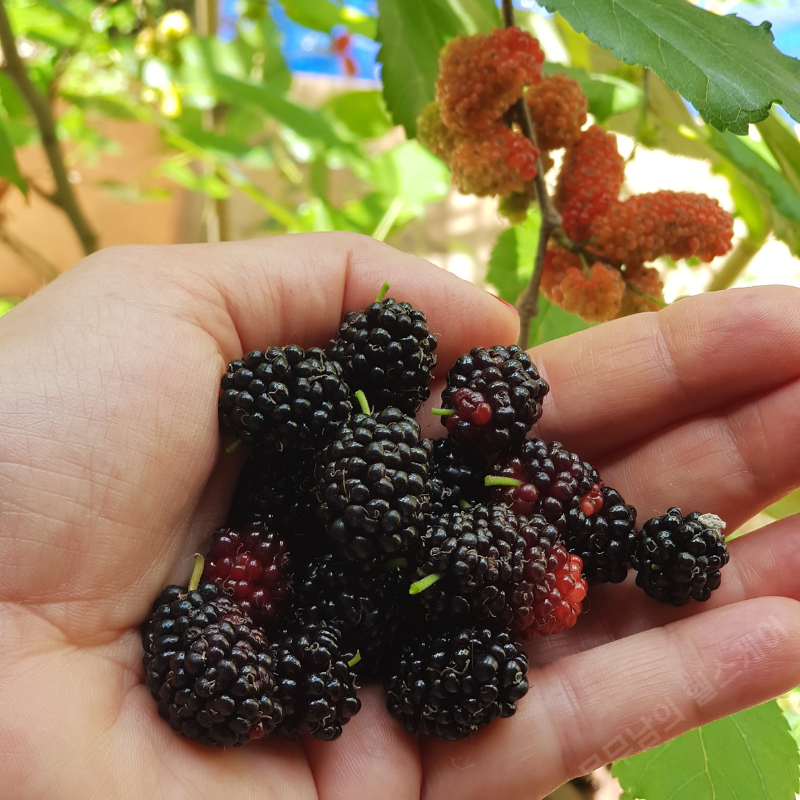 오디 효능 부작용