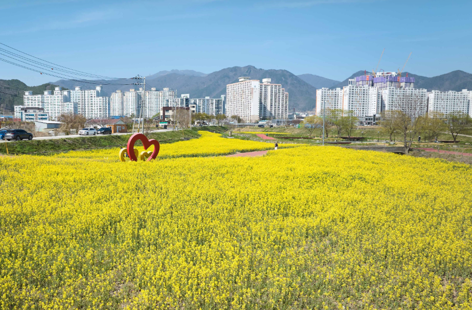 유채꽃
