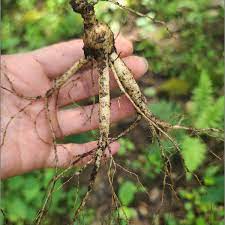 거창 산양삼축제와 함께하는 거창한 전국 가요제