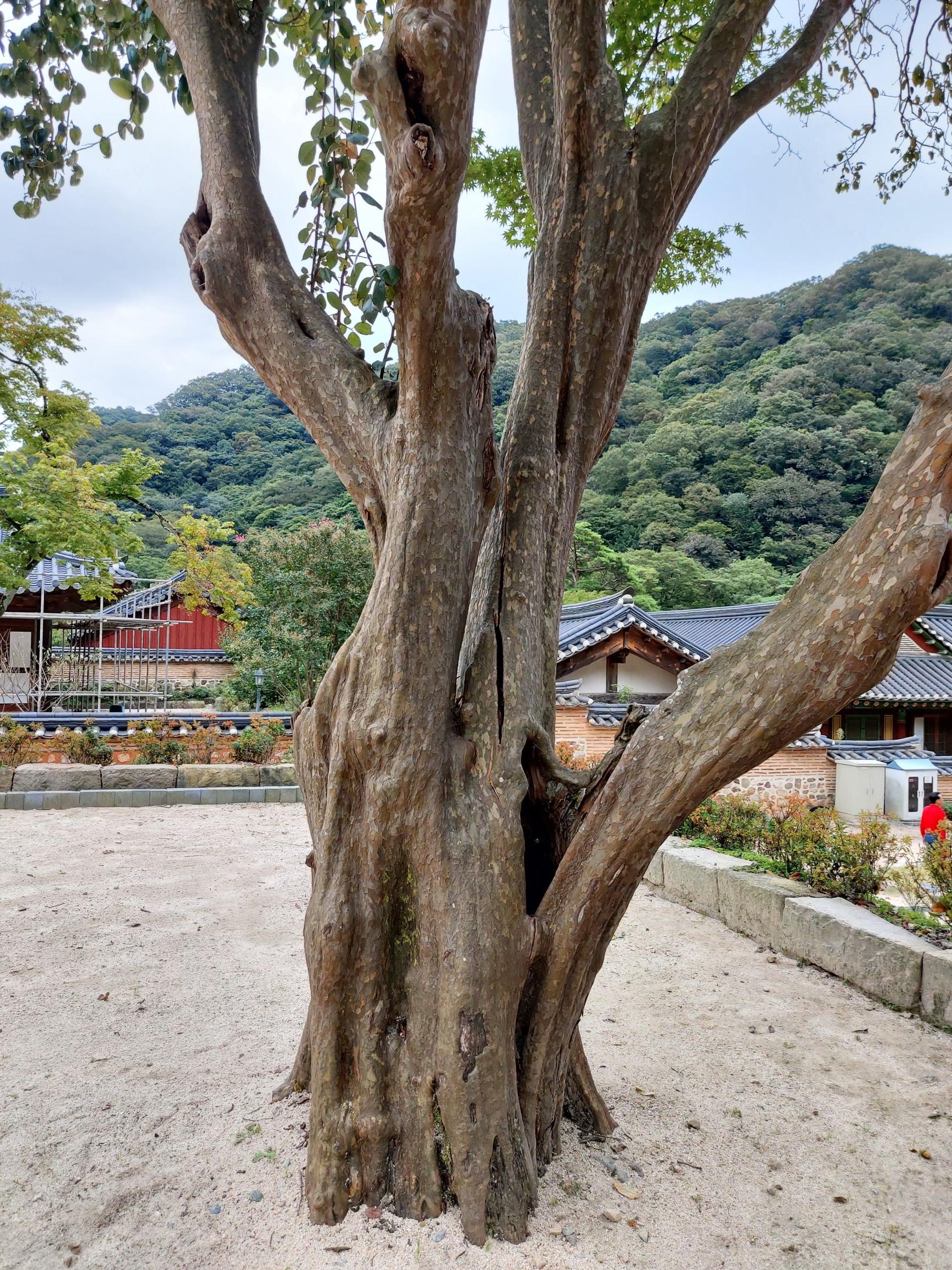백양사 고목