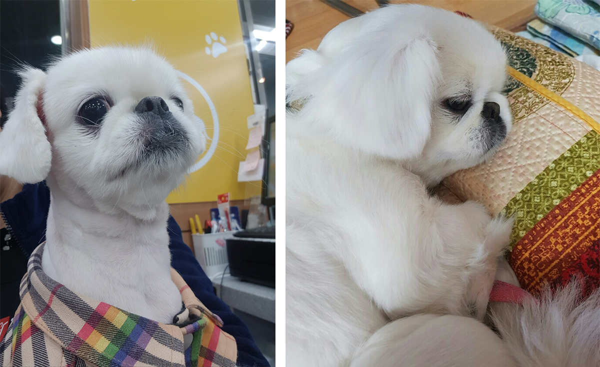 페케니즈, 10살 몽실이
흰색 모질을 가지고 있음