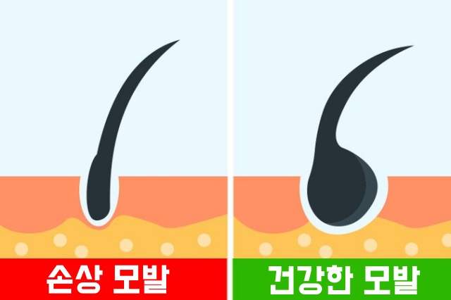 염색 파마 열펌 고데기 머리 손상 확인하는 방법, 뷰티 생활 건강 팁줌 매일꿀정보