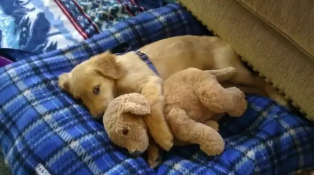 펫샵 전문견사 입양 비용