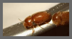 권연벌레 물린자국 퇴치법