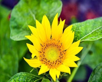 강주 해바라기 축제_11