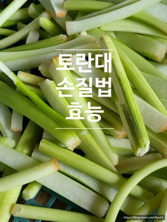 토란대 손질방법 말리는 방법을 정리_10