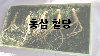 홍삼 혈당
