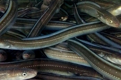 민물장어 vs 바다장어 차이점, 종류 및 효능, 맛, 가격