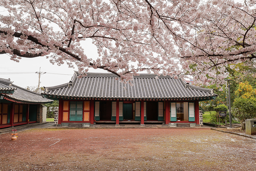 삼성혈_벚꽃