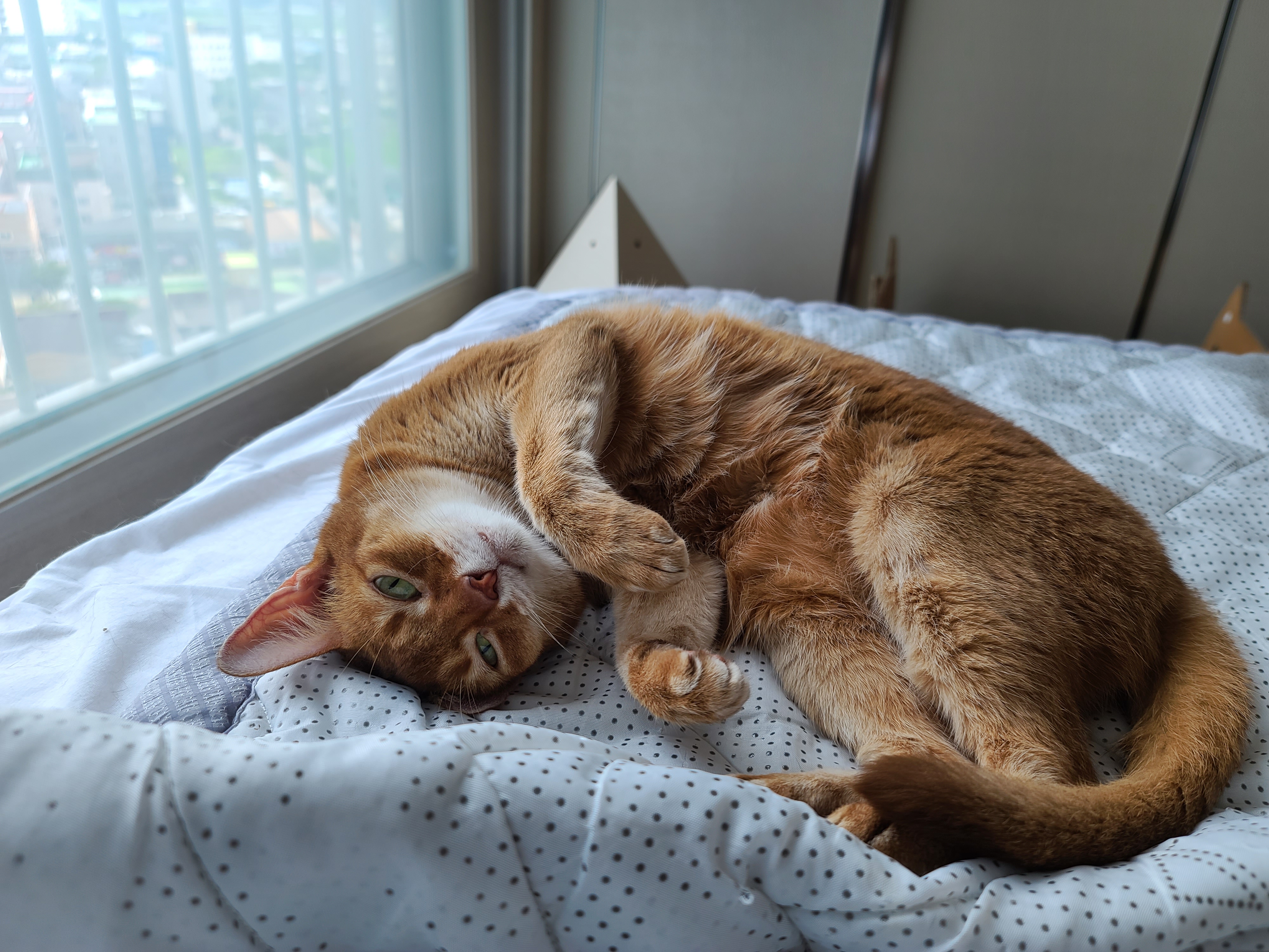 야무지게 그루밍 하는 고양이들. 아비시니안 루나와 치즈냥이 호야.