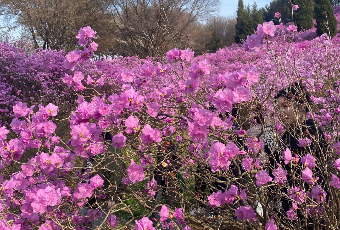 지하철로 방문하기 편한 부천 원미산 진달래동산