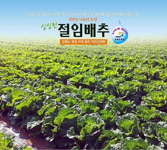 강원고랭지배추