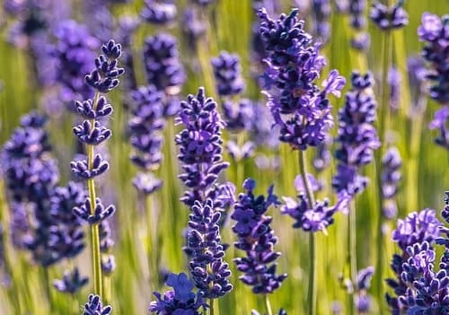 불면증에 좋은 라벤더차