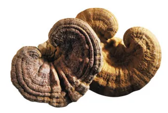 약용식물 동충하초 자연의 신비 건강 효능과 활용_6