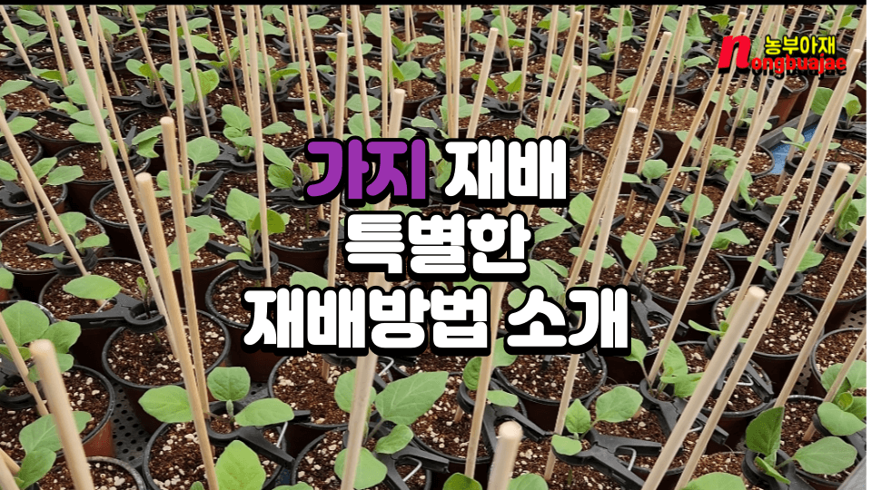가지재배 특별한 재배방법 소개