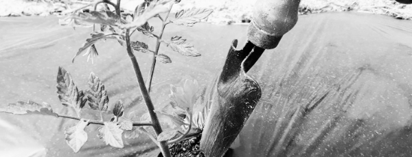 방울토마토 곁순제거