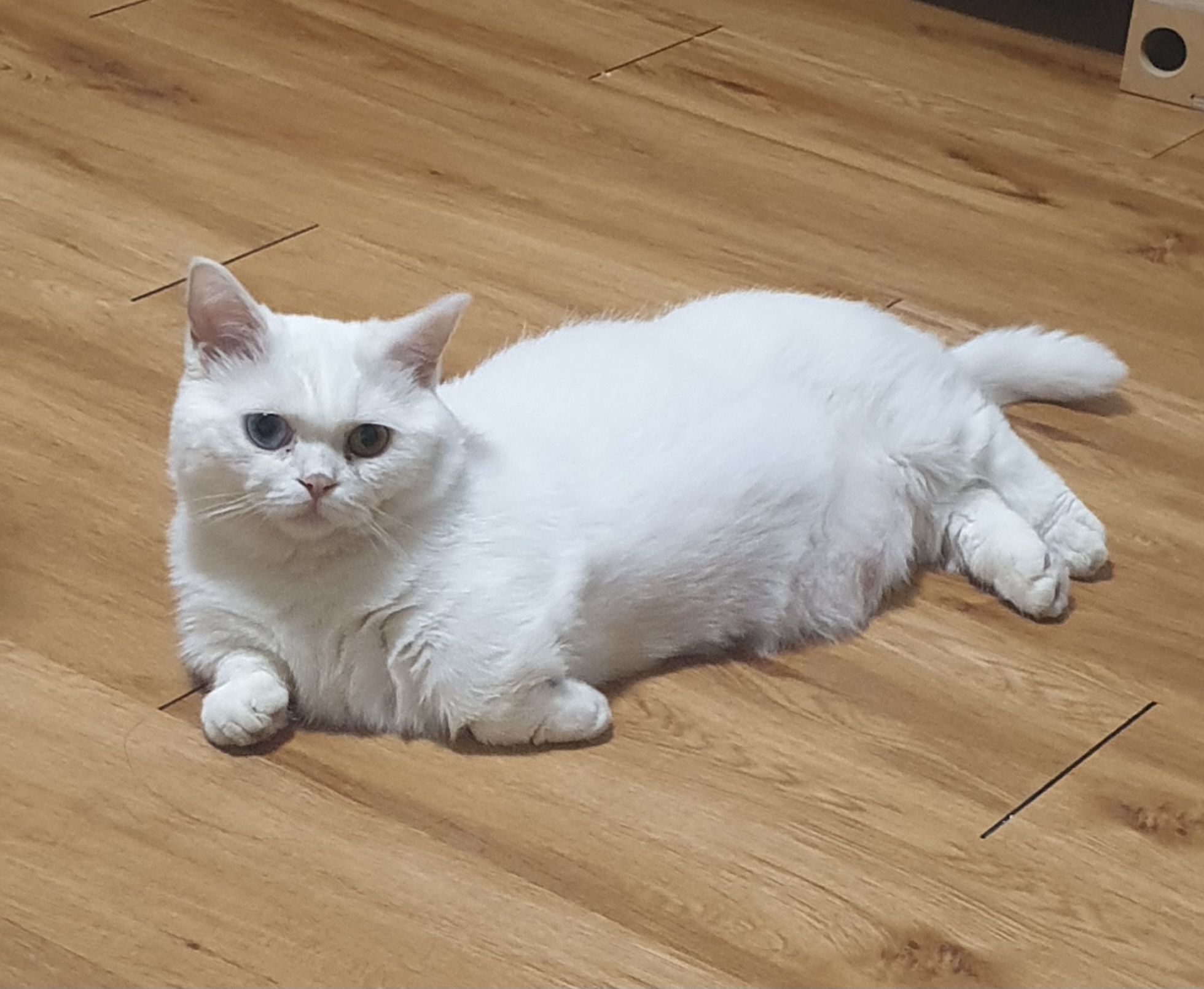 다리가 짤아 슬프지만 귀여움은 두배인 샤샤