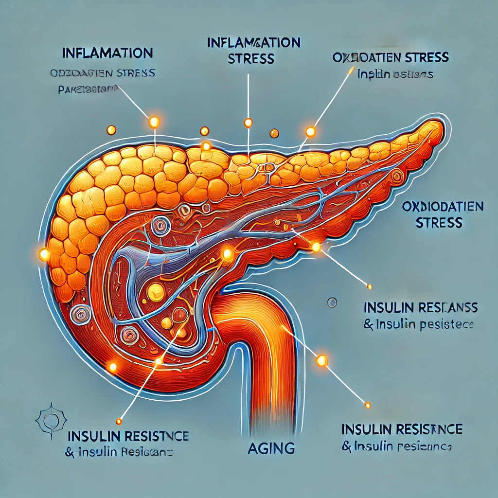 "췌장 노화가 진행되는 주요 원인과 기능 저하 메커니즘"