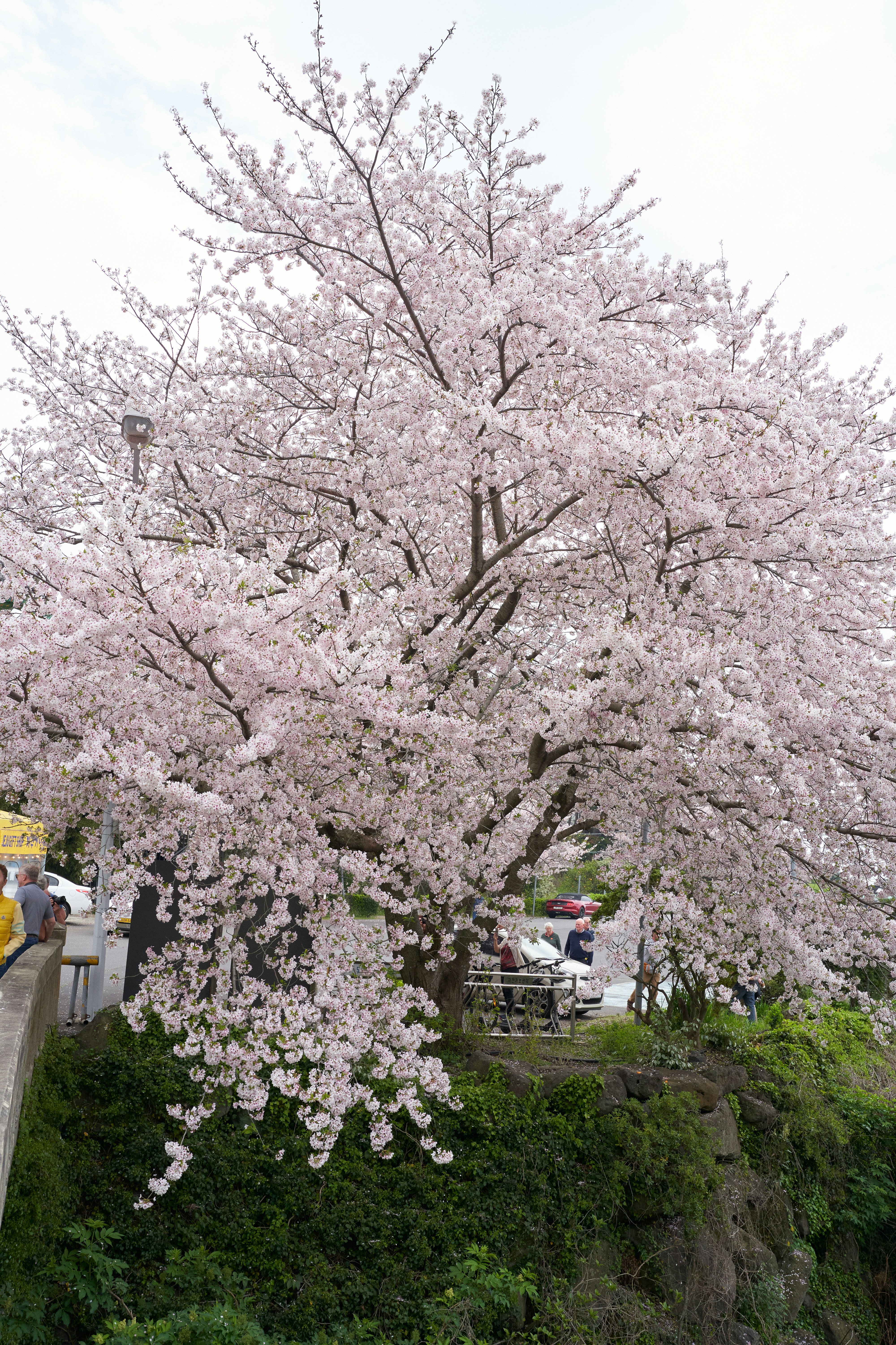지금 가야 할 전라도 봄 여행지 (포토스팟, 한적한 명소, SNS 핫플)_관련사진